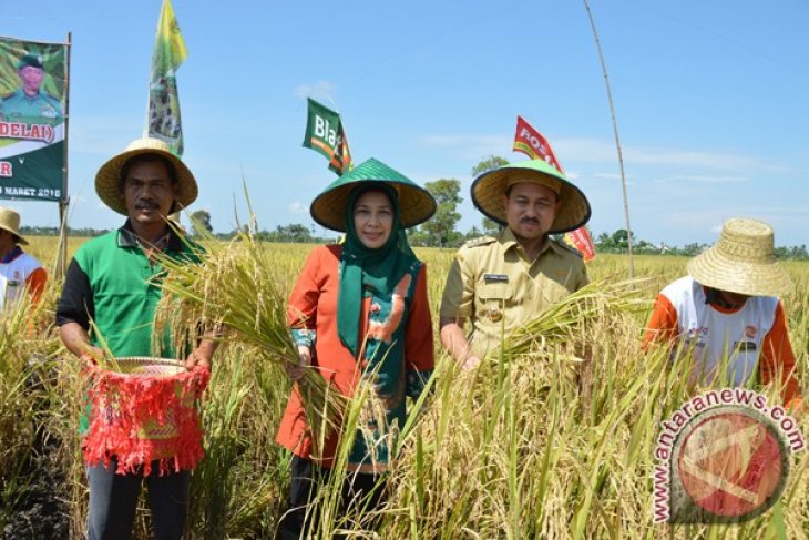 Gambut Harvest Support National Food Self-Sufficiency