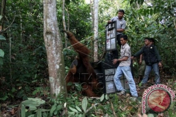 Translokasi Orangutan Sumatra