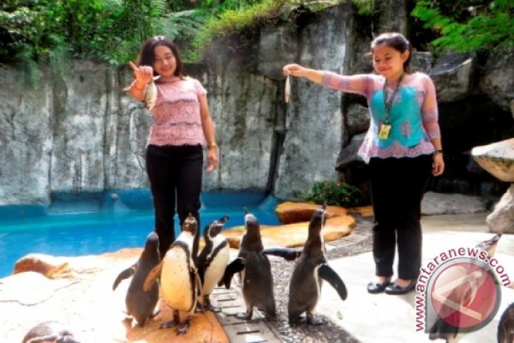 Penguin TSI Bogor