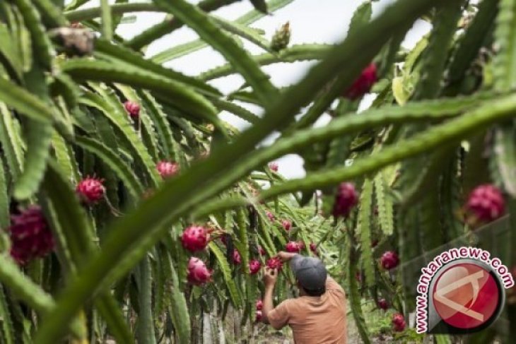 Petani buah naga Bangka Tengah alami gagal panen