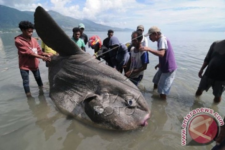 Ikan Molamola Raksasa Terdampar