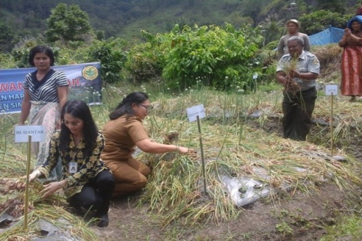 BI Bantu Dorong Produksi Bawang Merah Sumut