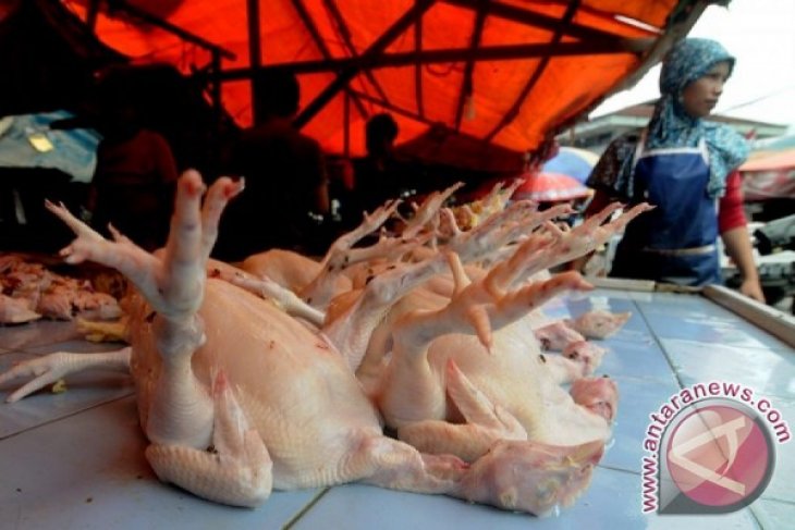Harga ayam potong di Jambi Rp50 ribu