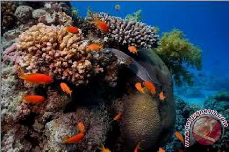 Penanaman Terumbu Karang Marinir Terhalang Cuaca Buruk