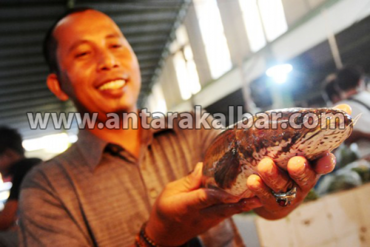 Ikan Gabus Obat Stroke