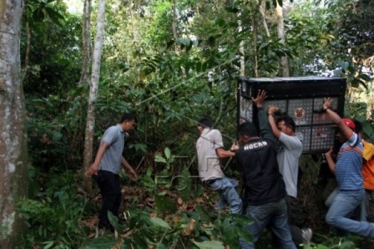 Proses Pemindahan Orangutan