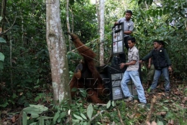 Proses Pemindahan Orangutan