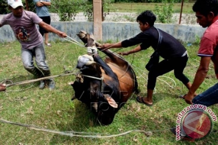 Potong Sapi Meugang Rohingya Aceh