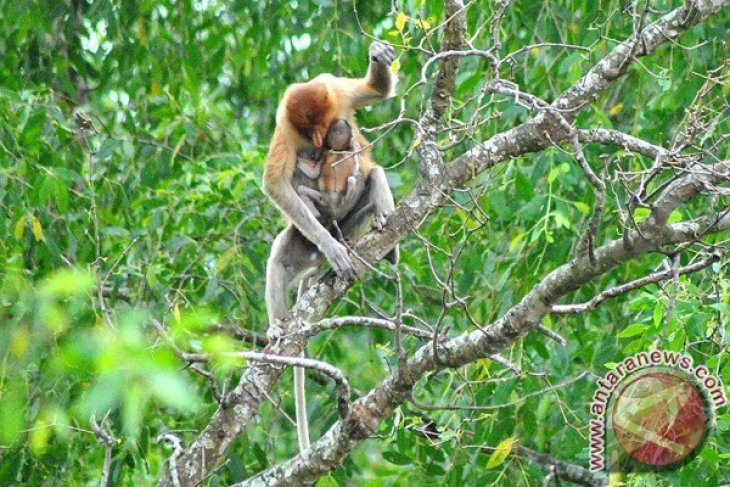 Populasi Bekantan Pulau Bakut Bertambah Antara News Kalimantan Selatan