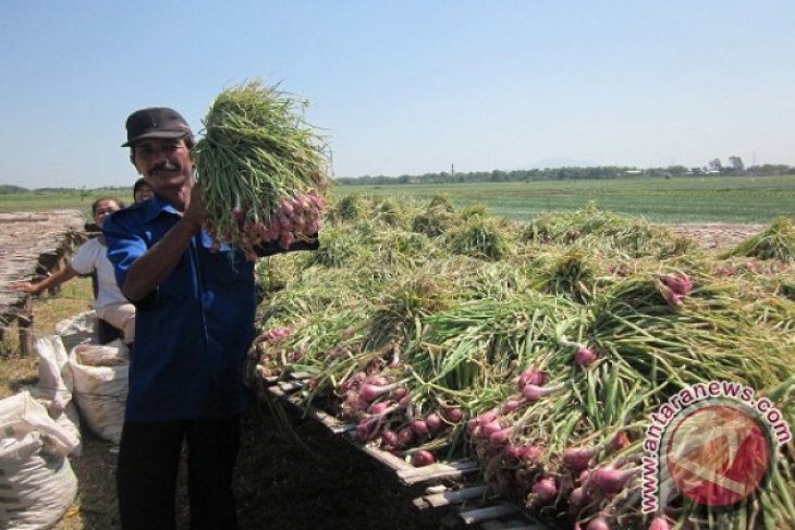 Harga Bawang Merah Stabil