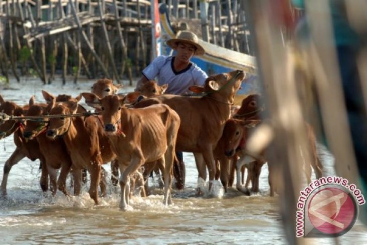 Ketrrsediaan Sapi Jelang Idul Fitri