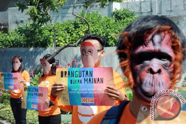 Orangutan Bukan Mainan