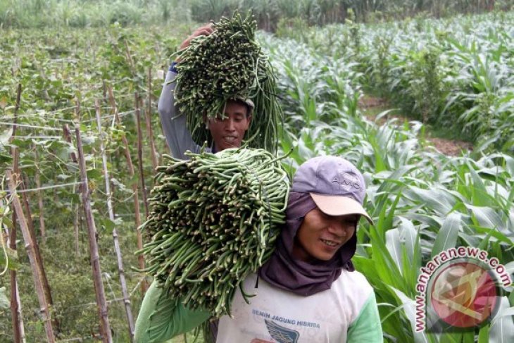 Panen Sayur Kacang Panjang