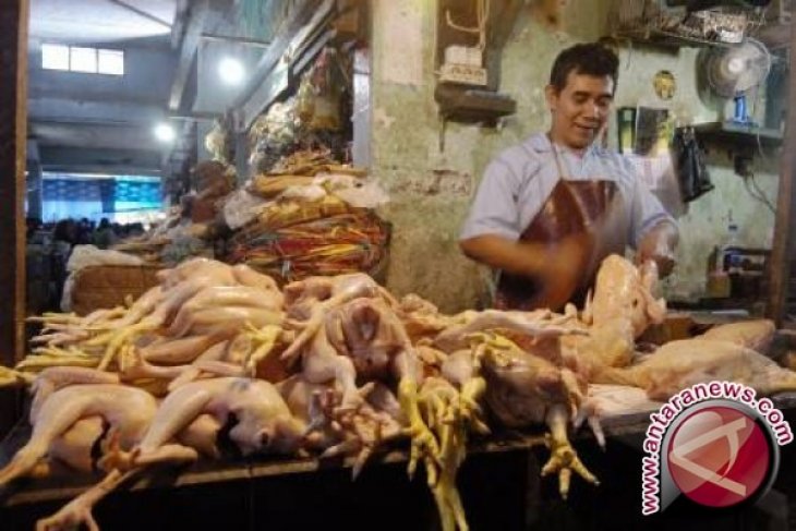 Harga daging ayam di Jambi mulai stabil