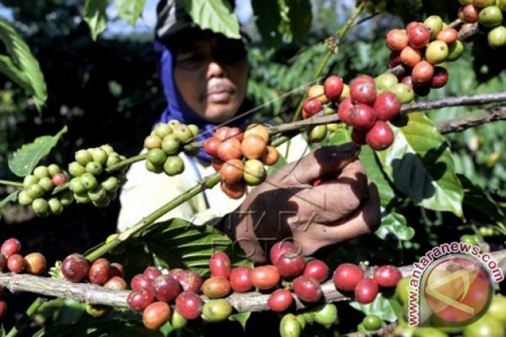 Panen Raya Kopi Robusta