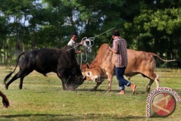 Tradisi Adu Sapi Aceh