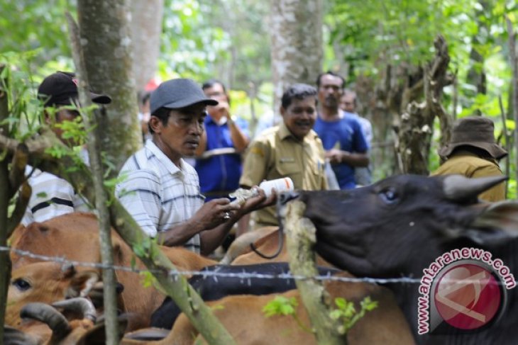 Pencegahan Penyakit Tympani dan Gorok