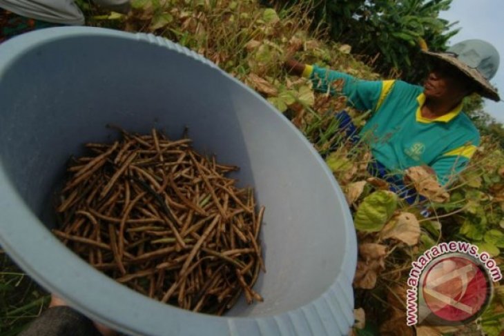 PRODUKSI KACANG HIJAU TURUN