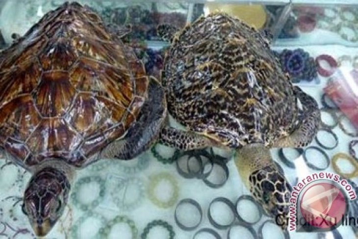 Profauna Perdagangan Souvenir Berbahan Penyu  Sisik  