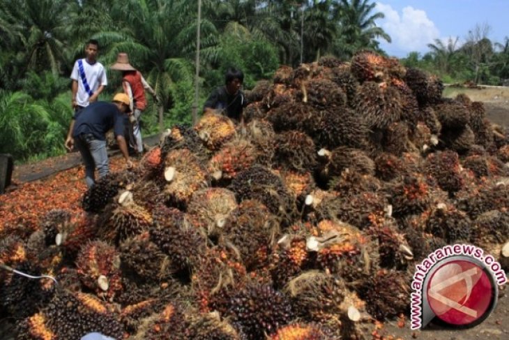 Harga TBS di Kaltim turun Rp20,78/kg