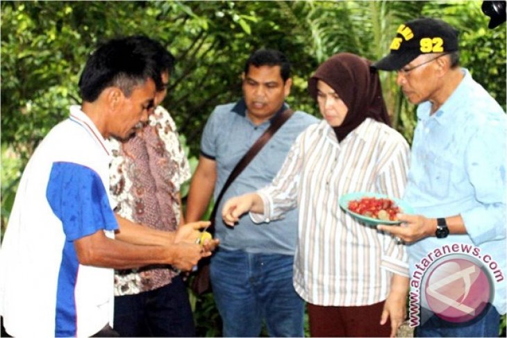 Forum Pala sesalkan tudingan mantan bupati - ANTARA News Aceh
