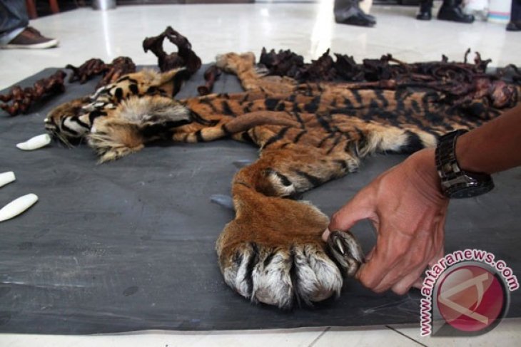 Earth Wire -- Environment and forestry officials confiscate sumatran tiger skin
