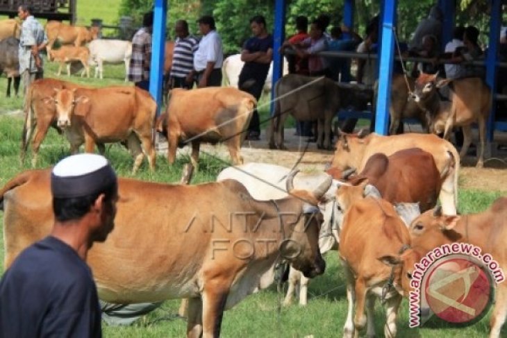 Aceh Barat siapkan 500 ternak