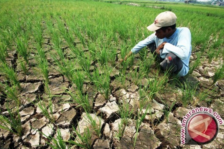 Distanbunnak Babel Waspadai Gagal Panen Selama Kemarau