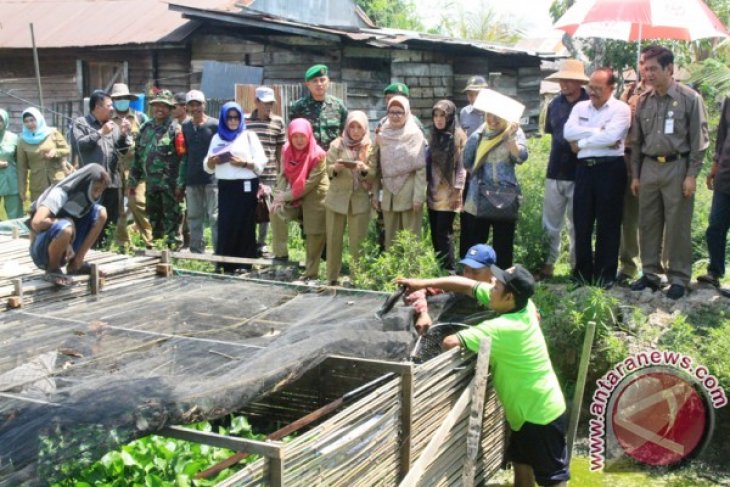 TAMBAK IKAN GABUS