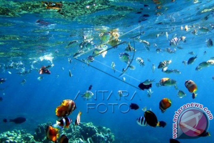 Keindahan Taman Laut Olele