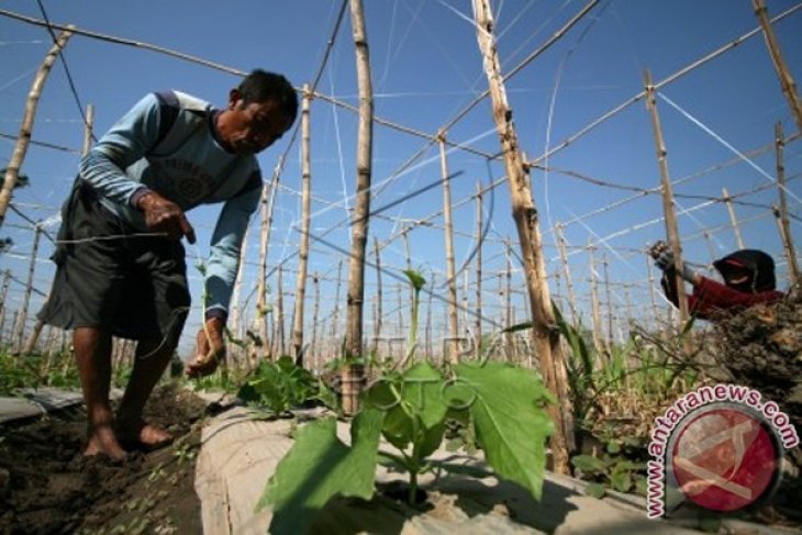 Tanaman Alternatif Petani Musim Kemarau