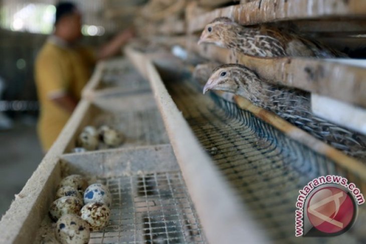 Harga Telur Puyuh Turun