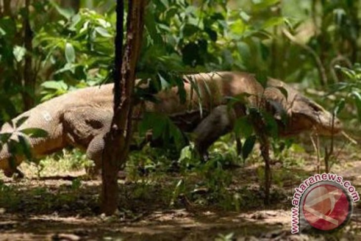 Taman Nasional Komodo Andalan NTT Tarik Wisatawan - ANTARA News Bali