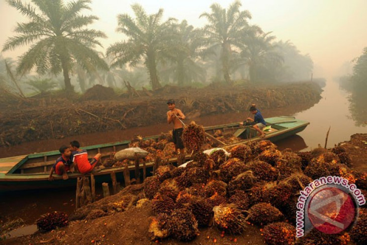 President of PT Dyera named suspect in Jambi forest fire