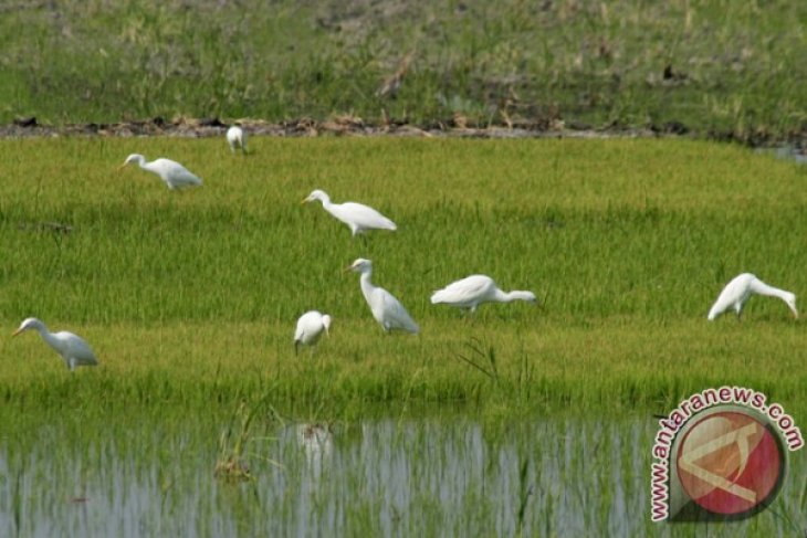 Burung Kuntul Pemakan Hama