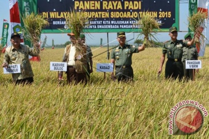 Panen Raya Padi