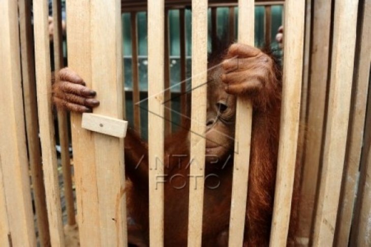 Penemuan Bayi Orangutan