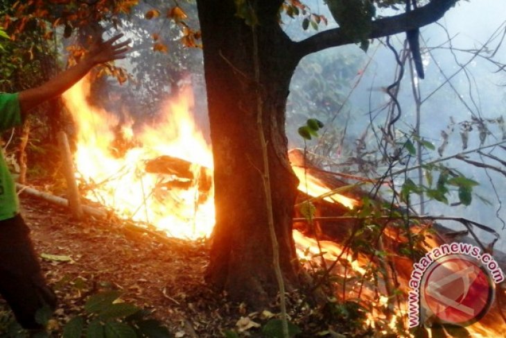 Kebakaran Hutan di Gunung Gamalama