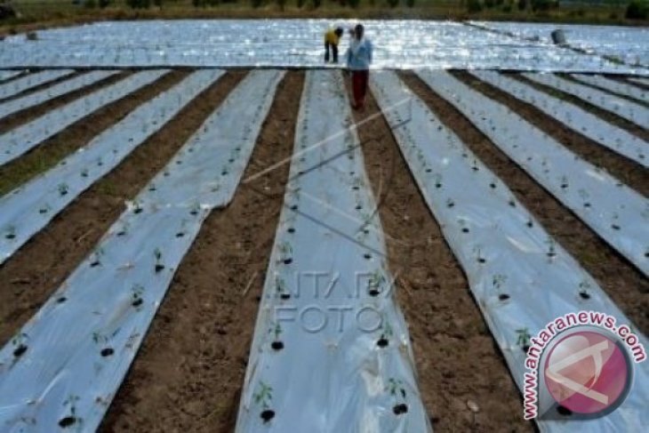 Budidaya Cabai Teknik Plastik Mulsa