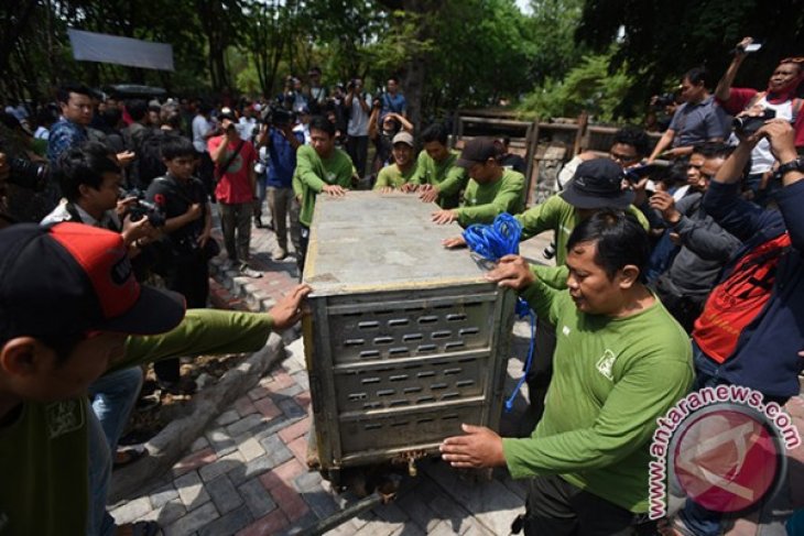 Koleksi Harimau Sumatera KBS