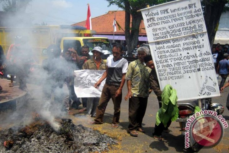 Demo Bakar Tembakau