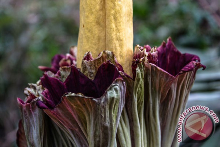 Corpse flower blooms in Bengkulu residents` breeding area