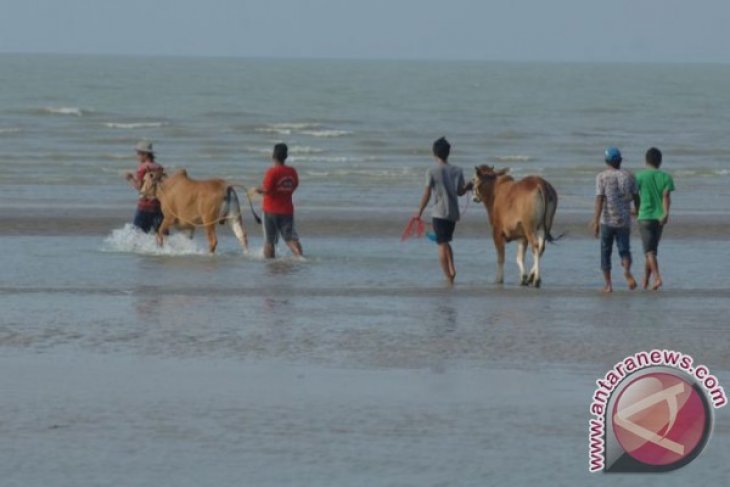 RITUAL MANDIKAN SAPI KERAPAN