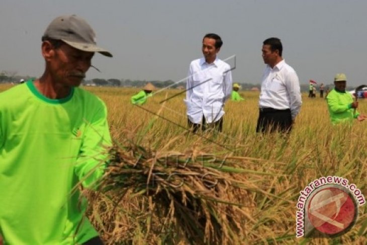 Presiden Hadiri Panen Raya