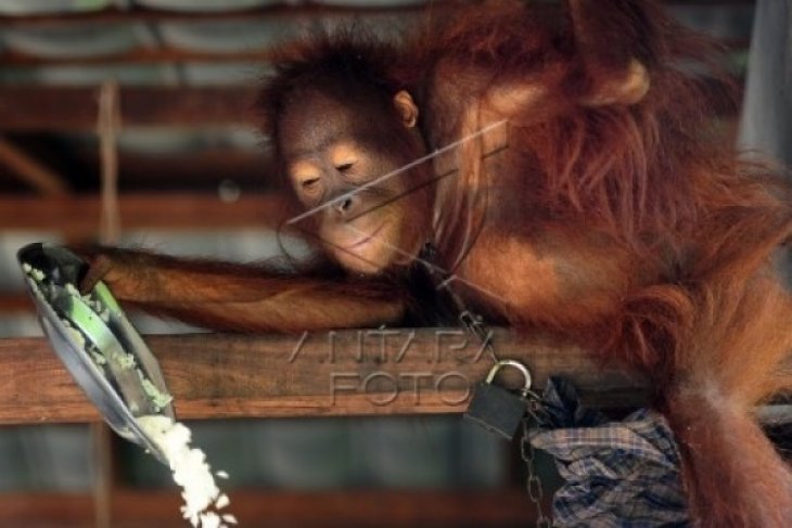 Orangutan Gagal Dievakuasi