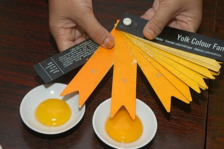 Telur Omega 3 Bagi Otak dan Kesehatan Jantung