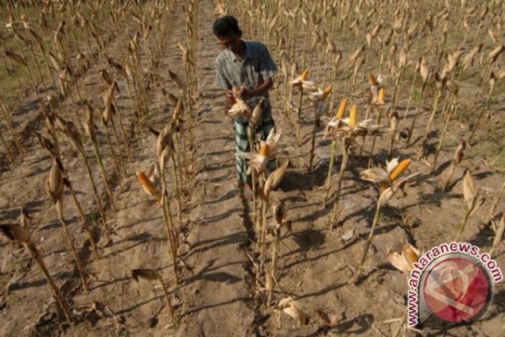 Produksi Jagung Naik