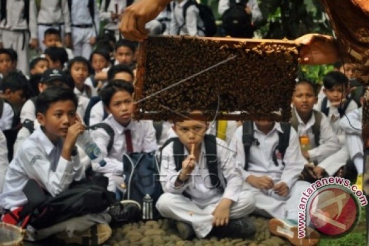 Belajar Mengenal Lebah Madu