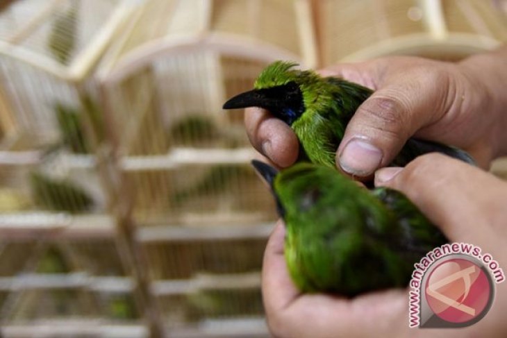 Penyelundupan Burung Cucak Ijo