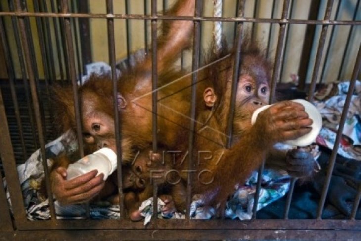Tiga Bayi Orangutan Direlokasi
